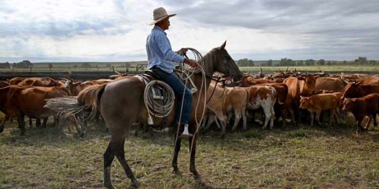 Trump’s Argentina beef import plan will harm U.S. ranchers, industry warns