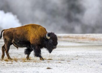 BISON Places A Third Animal On Frankfurt’s Börsenplatz As…