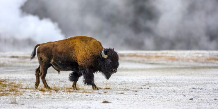 BISON Places A Third Animal On Frankfurt’s Börsenplatz As…